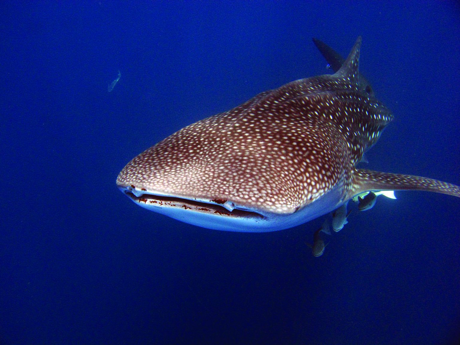 requin baleines nosy be