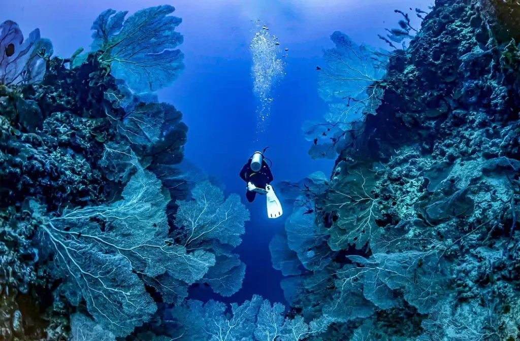 Coral garden of the Atnam diving site near Nosy Iranja