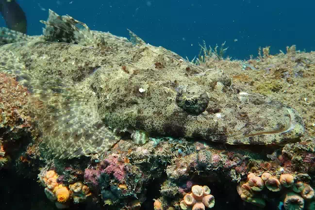 Crocodile fish on an underwater boat wreck